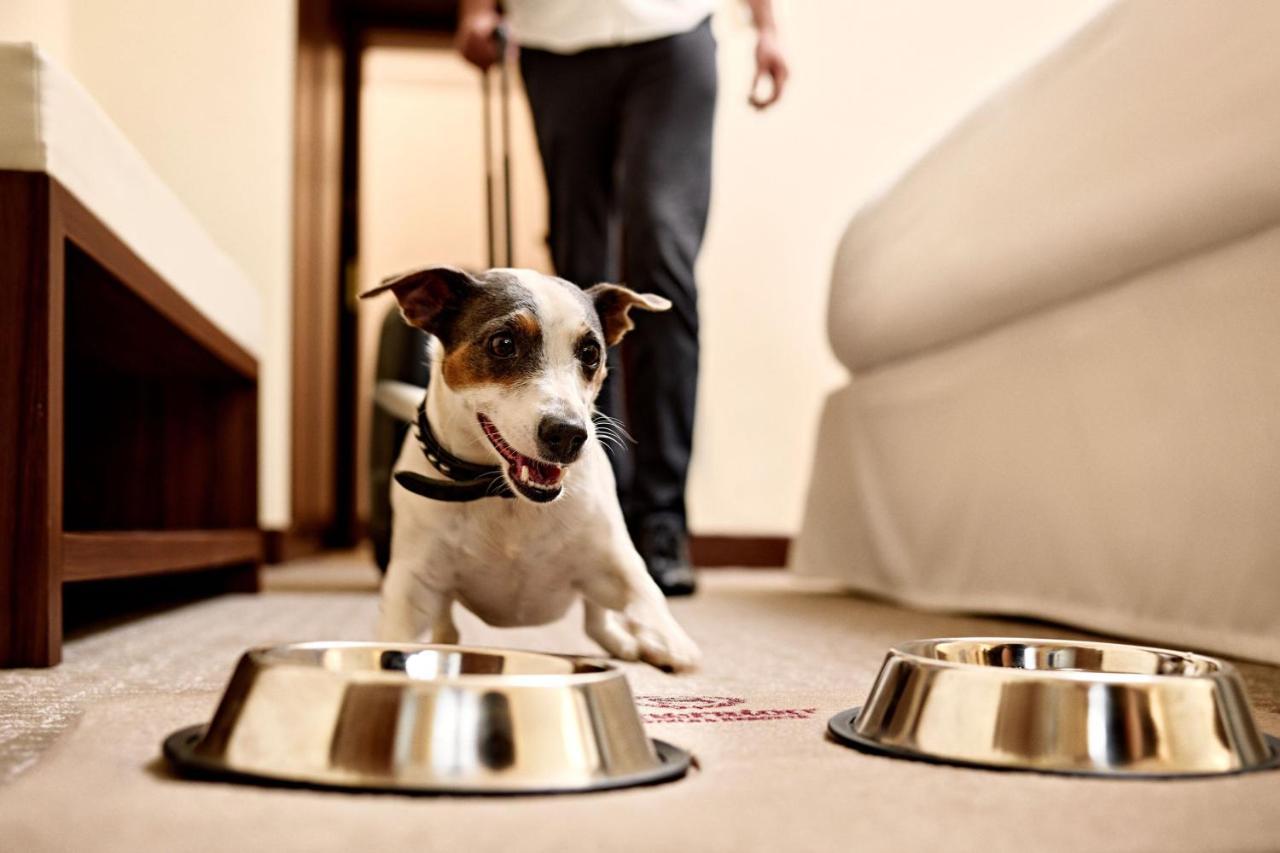 Deluxe King Non Smoking, Guest room, 1 King,1421382258:JPEG