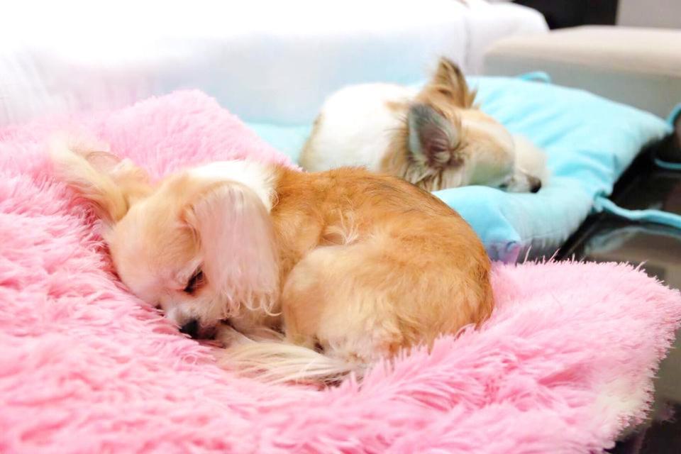 Villa Pet Friendly,1499228029:JPEG