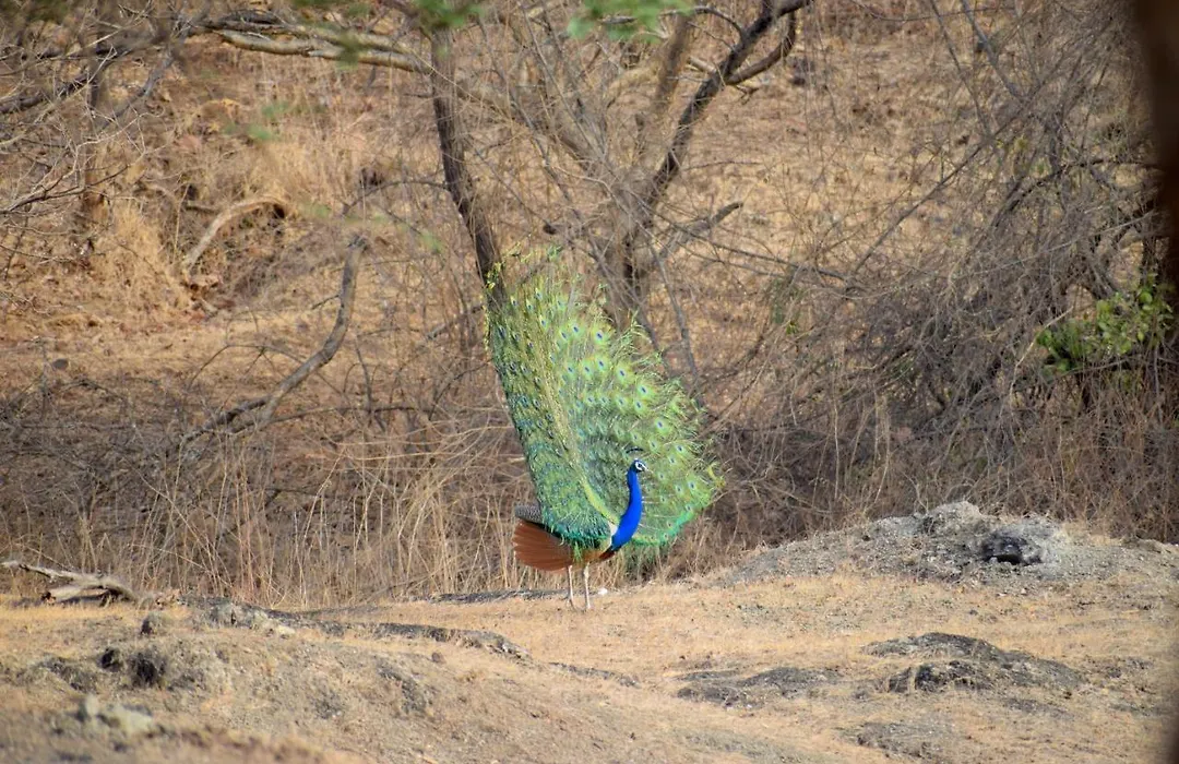 The Postcard Gir Wildlife Sanctuary-1
