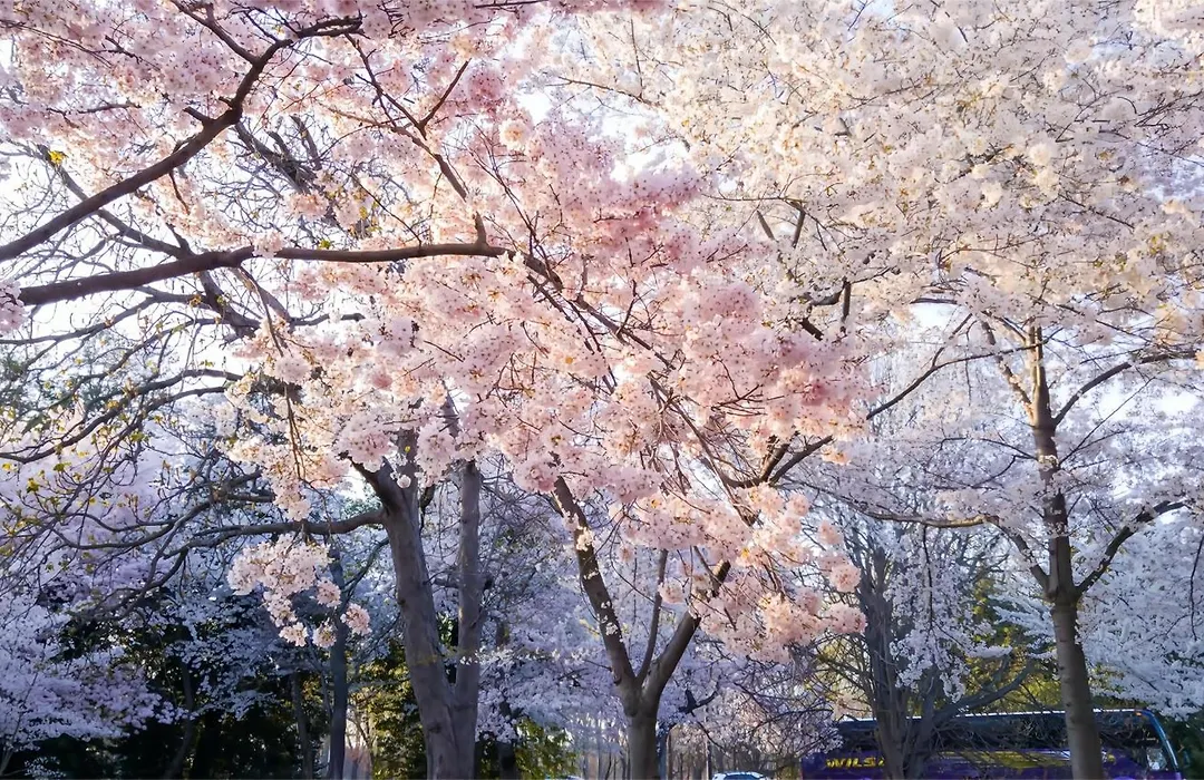 Tokyo Cherry Blooming Hotel Ueno 东京超级中心上野公园3分钟 地铁1分钟 位置绝佳超级繁华 免费wifi Dyson吹风机cob-1