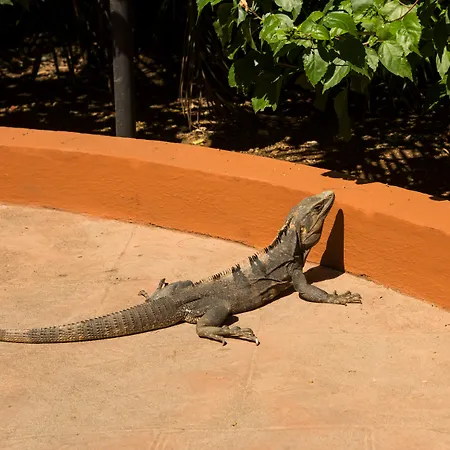 Occidental Tamarindo-3