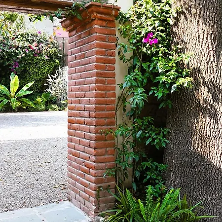 Orchid House Coyoacan-2