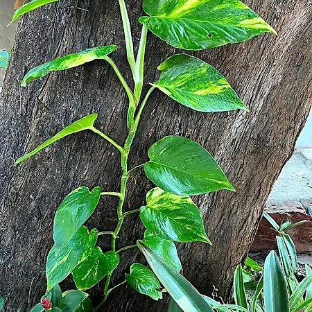 Babu Beach Resort-3