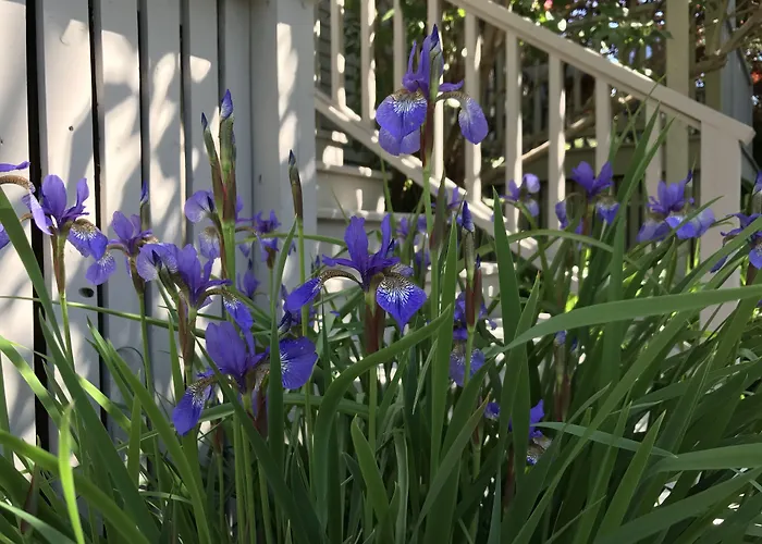 Dragonfly Guest House Ogunquit